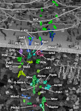 Translational Control