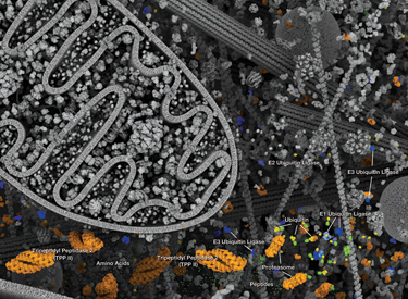 Ubiquitin