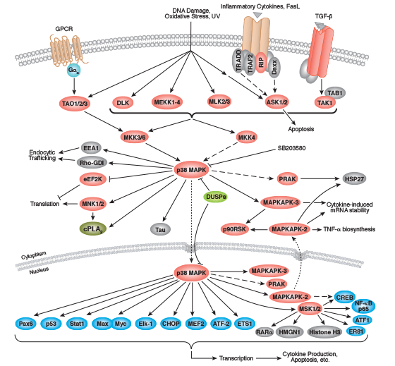 Pathway Mapk P38 