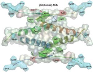 p53分子モデル