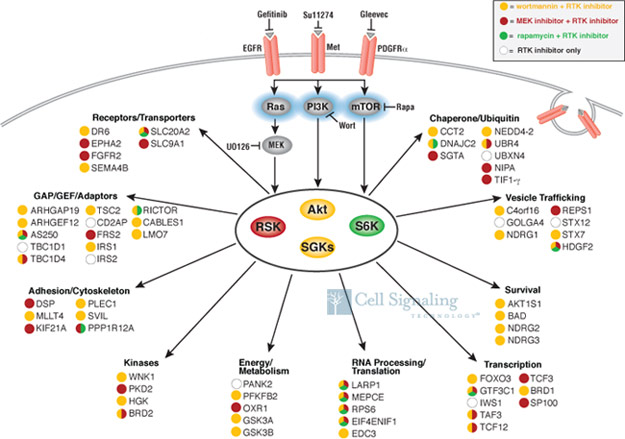 Akt-RSK-S6 Kinase Signaling Pathway