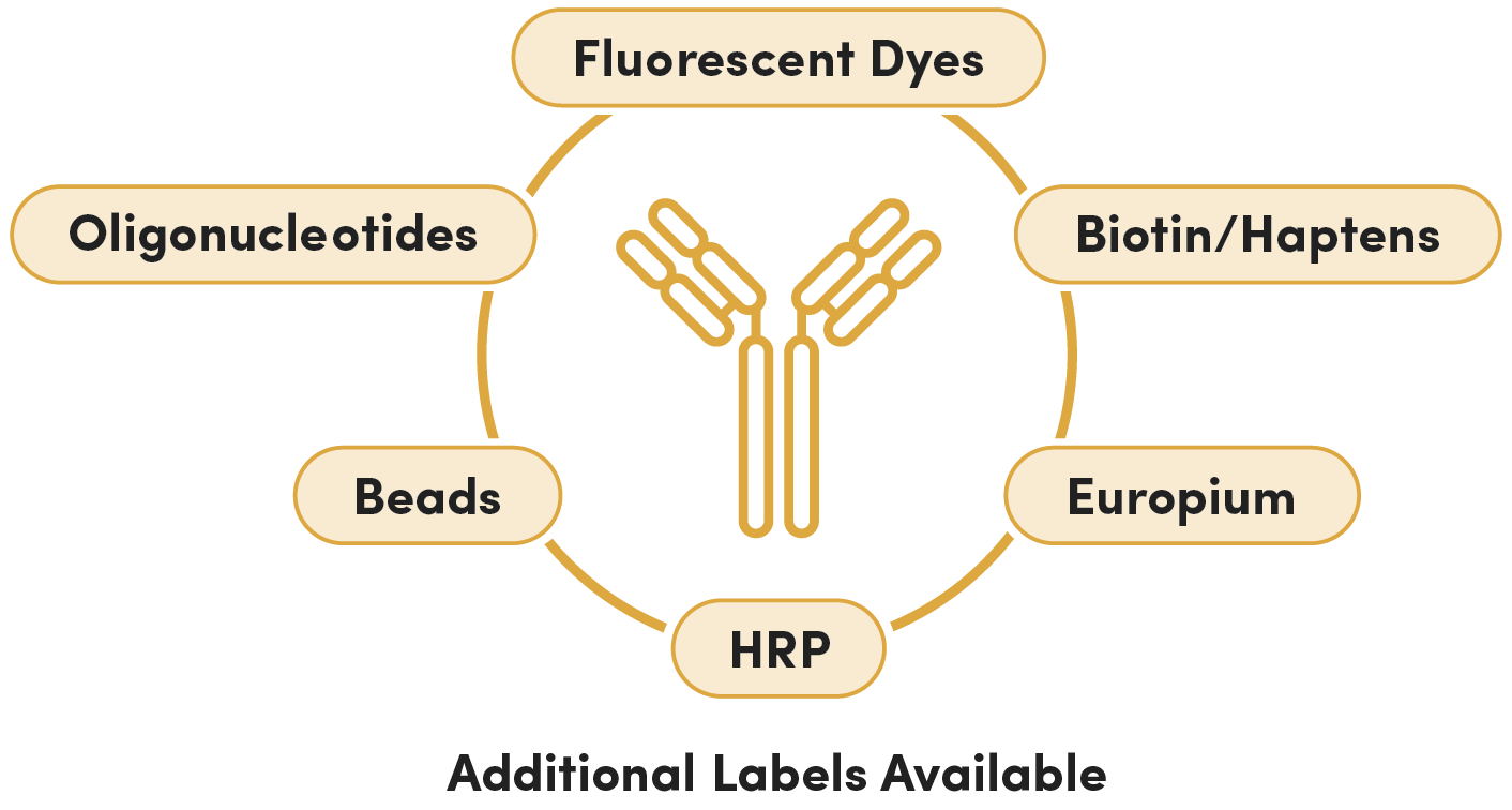 Image of an antibody surrounded by label types. Text reads Fluorescent Dyes, Biotin/Haptens, Europium, HRP, Beads, Oligonucleotides, Additional Labels Available.